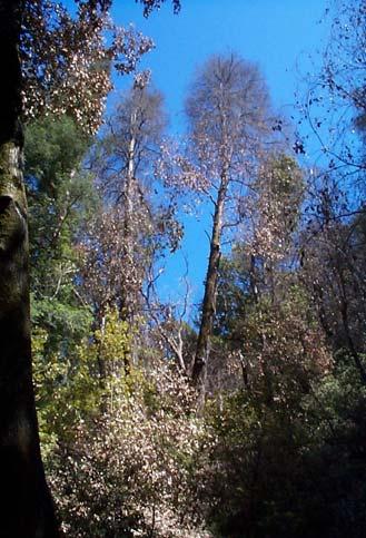 in California since 1995 Extensive mortality of coast live oak