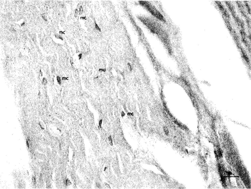 Fig. 2. Positive reaction in secretory cells (arrow s) o f glands (gpr), and in the endothelium (arrow head) o f the arteriole (art). Bar = 20 pm. Fig. 3.