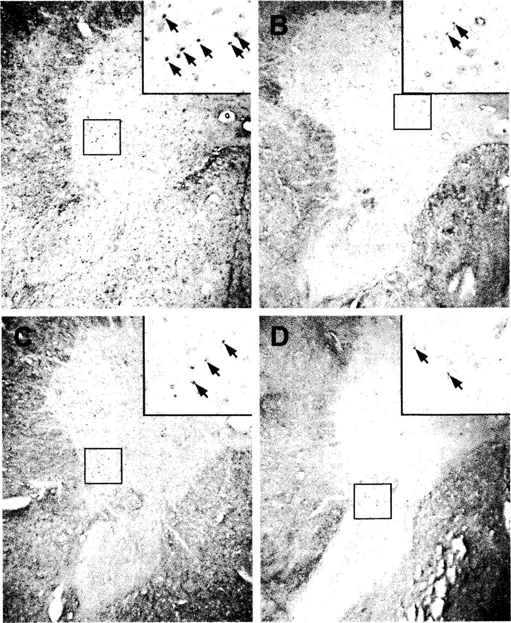 Fig. 2. M icrographs o f B rdu+ cells in the spinal cord at various tim e points after BrdU injection: A - 2 hours, B - 2 w eeks, C - 5 weeks, D - 10 weeks.