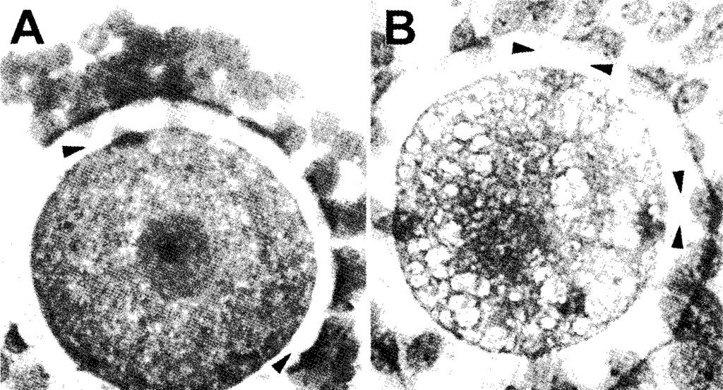 Fig. 2. M icrographs o f G iem sa-stained oocytes, bars = 20 pm. A. Unextracted control oocyte-cum ulus complex at GV stage. Arrow heads indicate projections o f cum ulus cells. B.