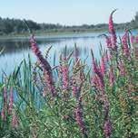 purple loosestrife > What It is important to note, as with all native organisms in a forest, most diseases are natural and must not be viewed as purely negative.