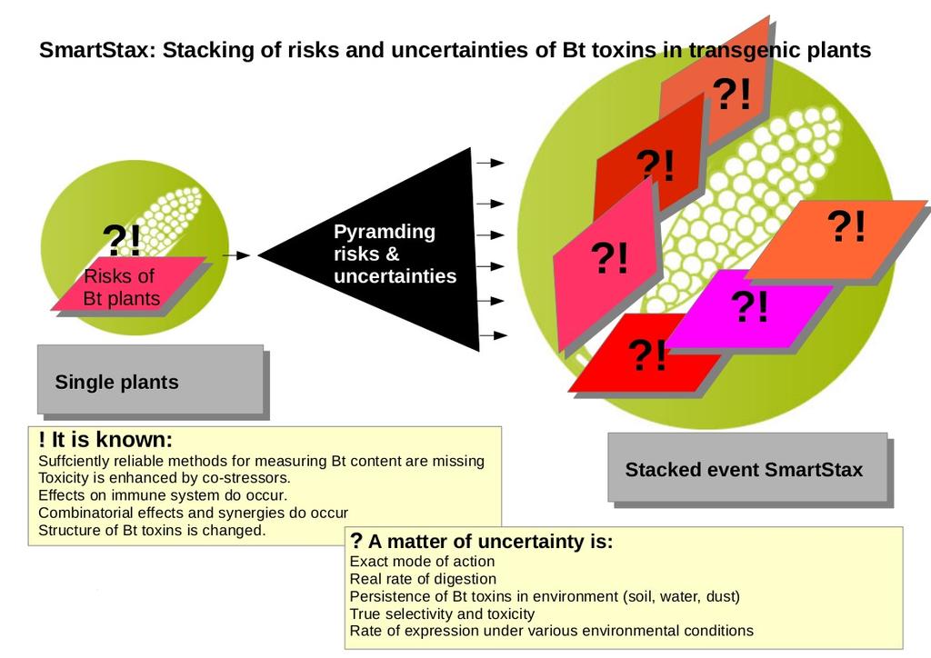 opinions and decisions on the Parental Plants. This is shown in Figure 1 summarising some of the risks and uncertainties in regard to the Bt toxins produced in the plants.