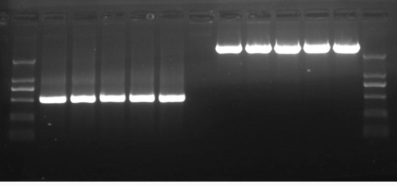 E.Z.N.A. Cycle Pure Kit Purification of PCR Products Cycle Pure Protocol Add Buffer CP to PCR sample Apply CP/PCR to a HiBind Column Wash with DNA Wash Buffer The E.Z.N.A. Cycle Pure Kit is designed for the rapid purification of single or double stranded DNA from PCR or other enzymatic reactions.