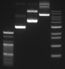 Experimental data Figure 1. Electrophoresis data of several sizes of plasmid purified with MagListo 5M Plasmid Extraction Kit M1 1 2 3 M2 M1: Bioneer 100bp ladder 1: 3.5 kb plasmid 2: 5.