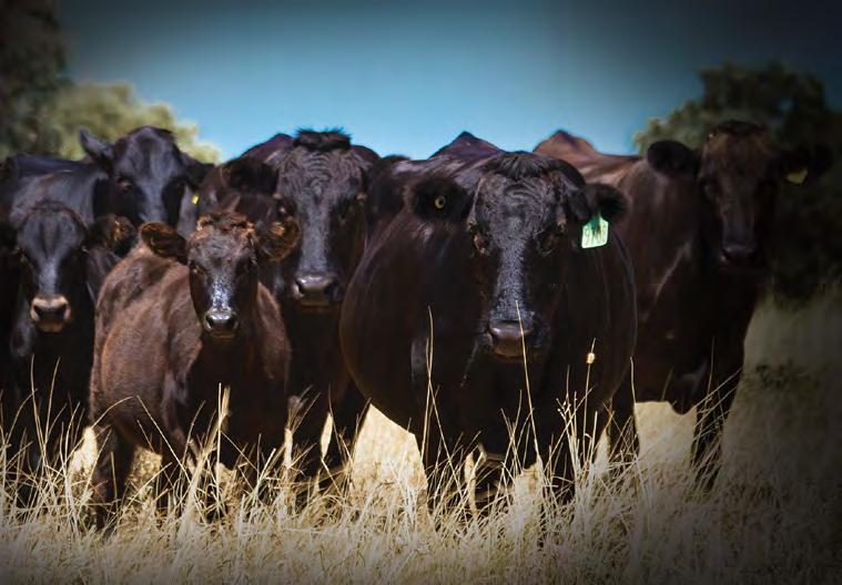 Become involved with Wagyu One of Australia s fastest growing breeds with premiums of up to 100% over similarly described cattle of other breeds.