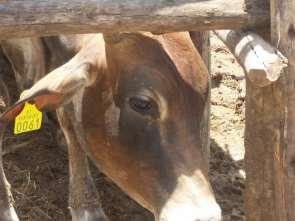 Ethiopia currently tagging 600 000 cattle destined for export