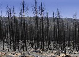Out-of-control forest fires are a great danger to animals, trees, and human life.