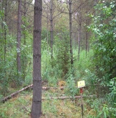 Spacing Spacing removes selected trees from young stands (usually post free growing stands > 15 years of age) to reduce overall stand density and to subsequently reduce light