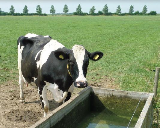 trough to water will save up to 150 m 3 / year or 170