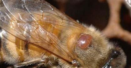 USDA/EPA Report on Bee Health* May 2, 2013 Comprehensive assessment of the major factors contributing to honey bee decline Recognizes Varroa mite as the single most detrimental pest of honey bees and