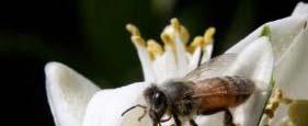 20,000 bee species act as pollinators The domesticated honey bee is