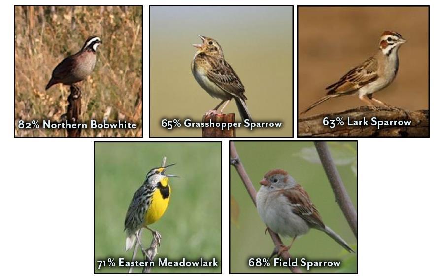 The top 20 birds in decline 5 of them are species that benefit from the same