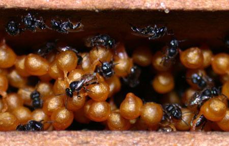 Greater role than expected in ecosystem architecture/design Stingless bees nesting in Commiphora, Kitui, Kenya Bees are high end recycling centers