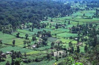 Greater richness in disturbed/agricultural environments Kakamega Forest,