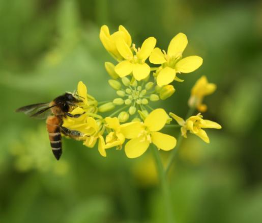 Better management practices to ensure abundant pollinators