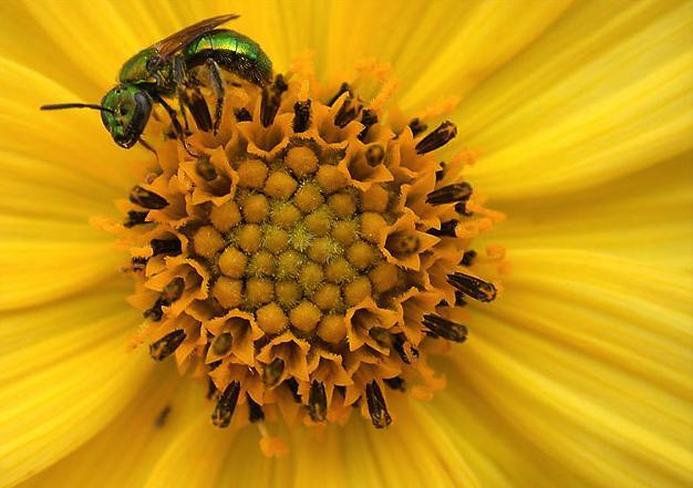 Importance of Pollination Services 80% of flowering plant species