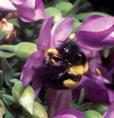 Vertebrate pollinators