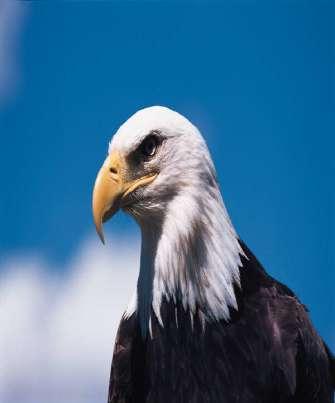 Endangered Species Act Purpose to provide a means to conserve