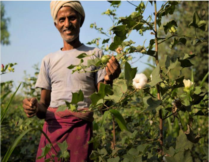 CCI a model purchaser of kapas and a friend of cotton growers: CCI s share in the entire cotton marketing is about 5% in Commercial Operation and upto 30% in MSP operation.