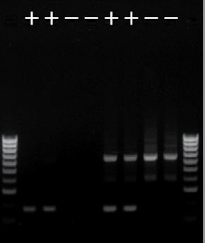 FastGene HotStart ReadyMix for the Genotyping of knock-out mice PCR is essential for us to detect gene-knock out.