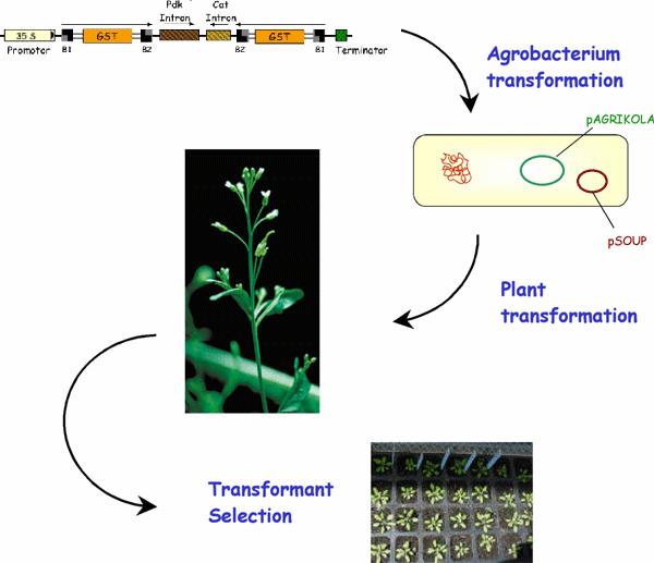 Gene technology enables precision breeding ; - Can transfer only the gene of interest - DNA slicing enzymes, plant transformation