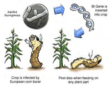 Bacillus thruingiensis Bt gene is inserted into crop Crop is