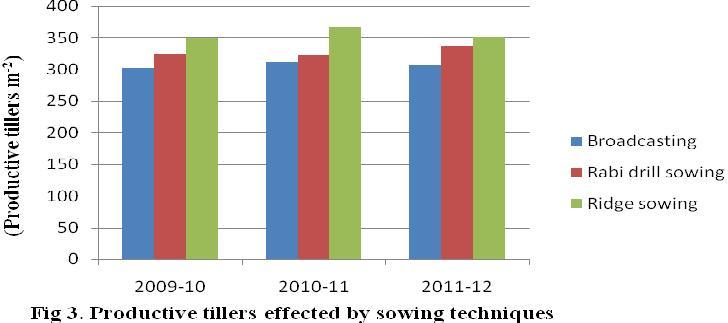 Productive tillers/m 2 Analysis of data regarding productive tillers obtained from the wheat crop sown by different methods revealed significant difference (p<0.05) as shown in Fig. 3.