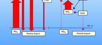 (historically thought to include urea and NH 4+ ) Mth Mathematical ti ldescription linking new N 2 regenerated NH + 4 Biological production production and organic matter export.