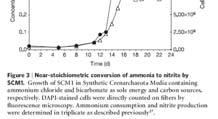 archaeal ammonium oxidizer
