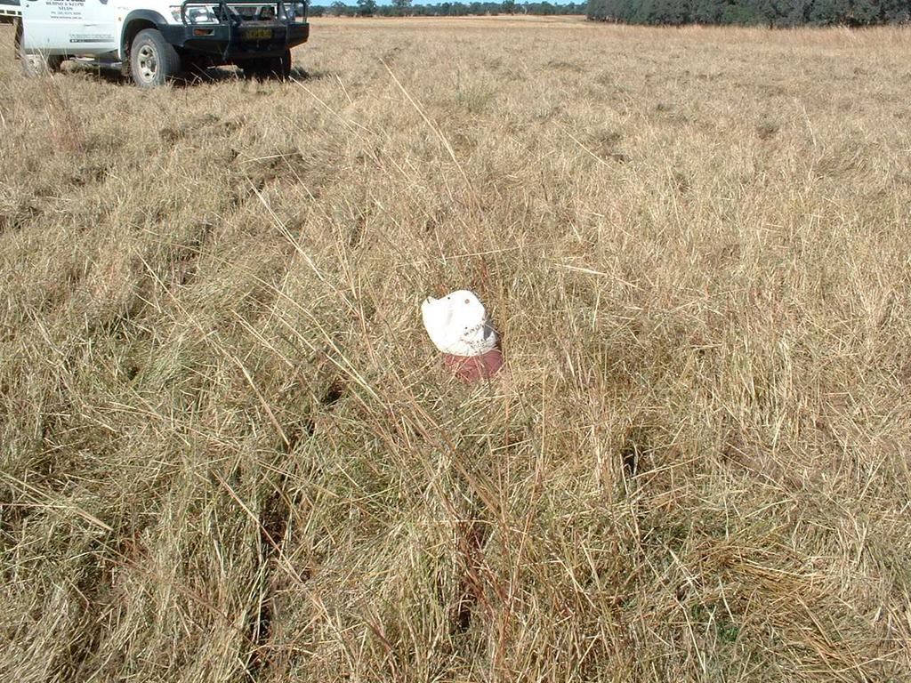 Sow crop into litter Pasture Cropping No