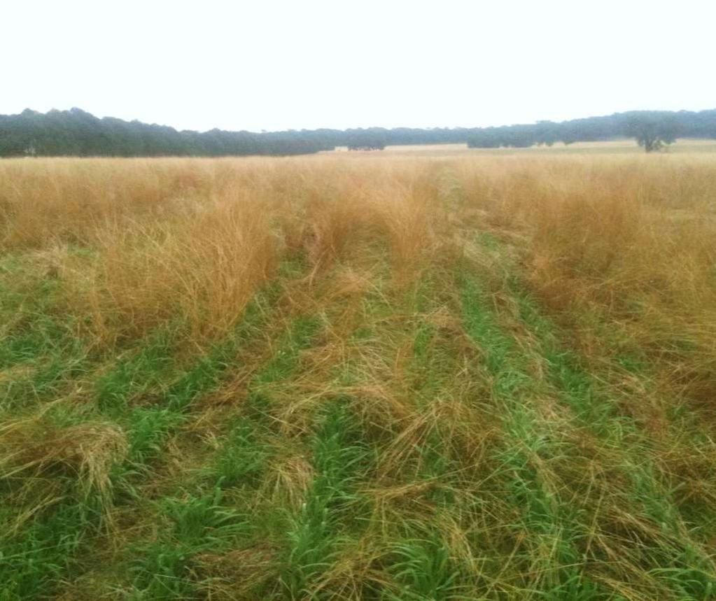 Pasture Cropping has been shown to improve existing pastures and restore grasslands Pasture Cropping does this by stimulating perennial grass recruitment