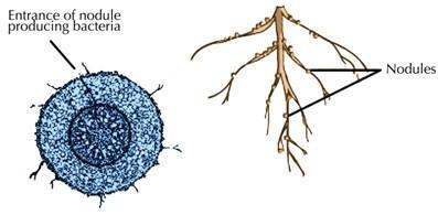 Some plants have nodules on their roots. The nodules contain bacteria that carry out nitrogen fixation. Nitrogen-fixing bacteria live in nodules, or raised bumps, on the roots of some plants.