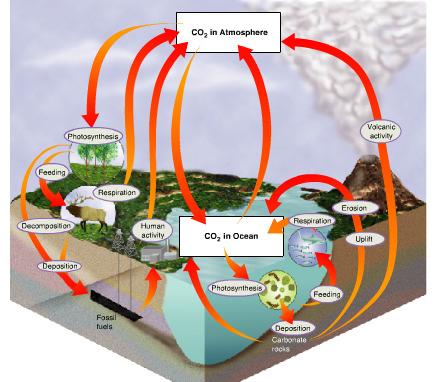 The Carbon Cycle Carbon is a key ingredient of living tissue.