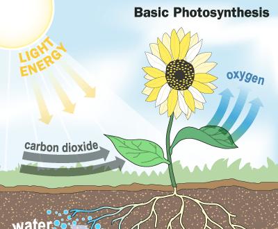 photosynthesis.