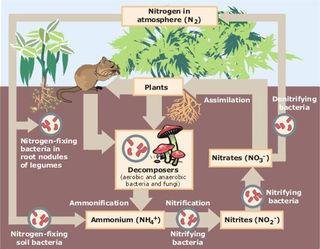 Nitrogen Fixation How do we get the Nitrogen we need? Nitrogen Fixation. Specialized bacteria convert N 2 from the atmosphere to ammonia (NH 3 ) for the plants to use.