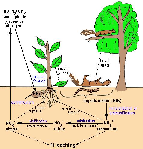 returned to the soil? Denitrification. When organisms die, decomposers return nitrogen to the soil.