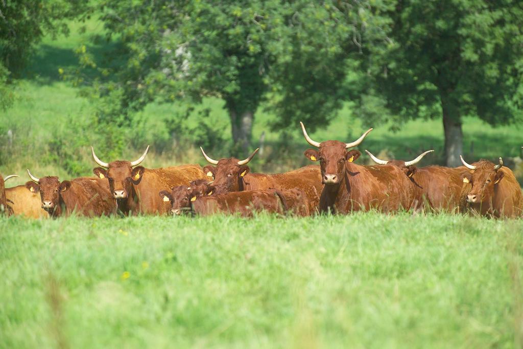 Adding value to rural regions Cattle producers contribute to shaping the countryside, rural vitality and gastronomy.