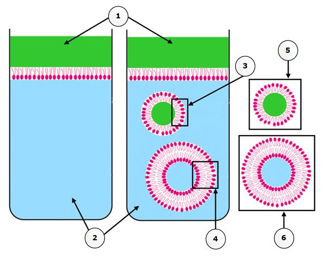 7. Phospholipids and membranes Observe the following diagram carefully.