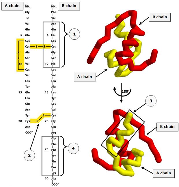 2. Levels of protein structure The diagrams below are representations of the protein-hormone insulin. The protein insulin is made up of two polypeptides referred to as A chain and B chain.