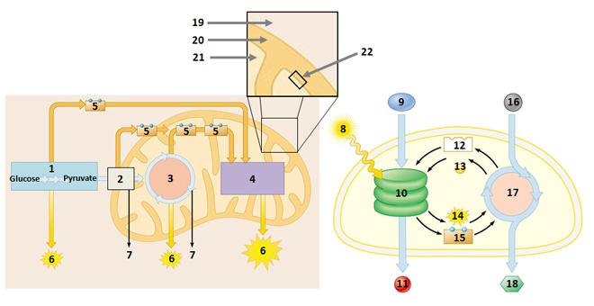 6. Energetics: Cellular Respiration and Photosynthesis The following diagrams highlight characteristics from two organelles in a cell.