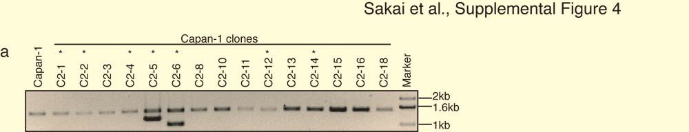 Figure S4. BRCA2 sequences of transcripts in Capan-1 clones. a, Ethidium bromide-stained agarose gel electrophoresis of the RT-PCR products from Capan-1 and its clones.
