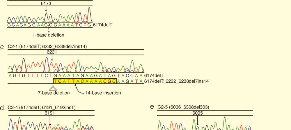In C2-5 and C2-6, smaller RT-PCR products, in addition to normal size products, were detected. b, Sequence of BRCA2 transcript in parental Capan-1 cells. A BRCA2 mutation (6174delT) was detected.