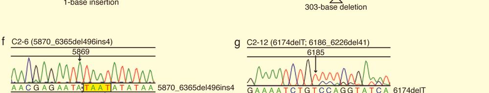C2-2 showed the same pattern (data not shown). d, C2-4. Mixed sequences of the original sequence (6174delT) and the sequence with an additional mutation (6174delT; 6191_6192insT) were detected.