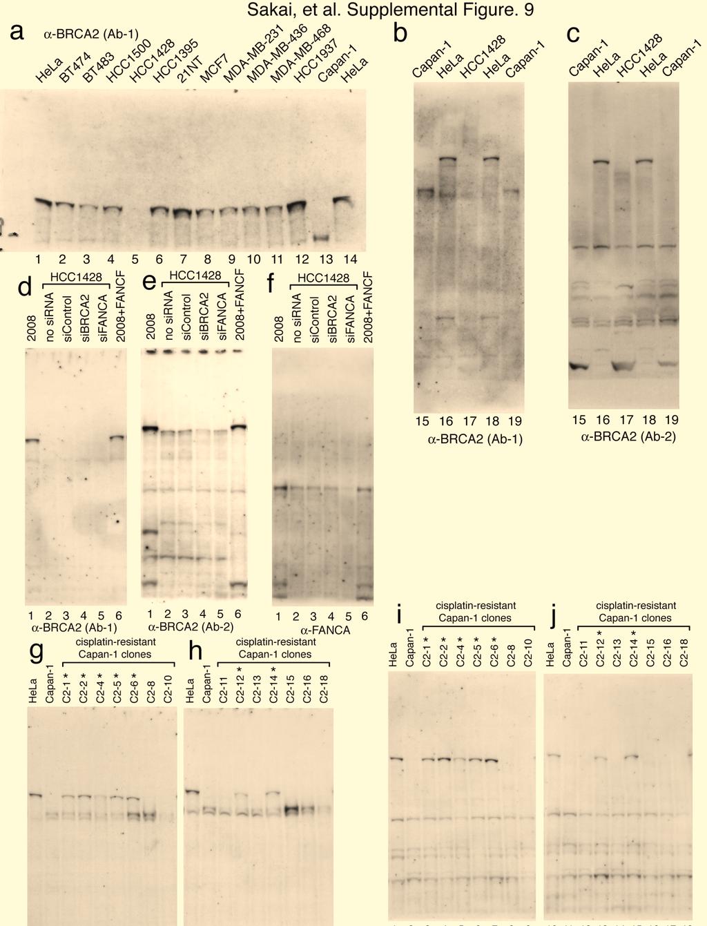 doi: 10.1038/nature06633 Figure S9. Non-cropped pictures of blots. (a, b, c) Non-cropped pictures of blots presented in Figure 1a.