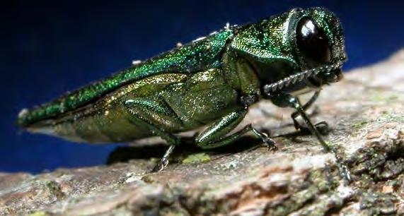 Should You Be Concerned About The Emerald Ash Borer? The Emerald Ash Borer The Basics The ash borer threat is real.
