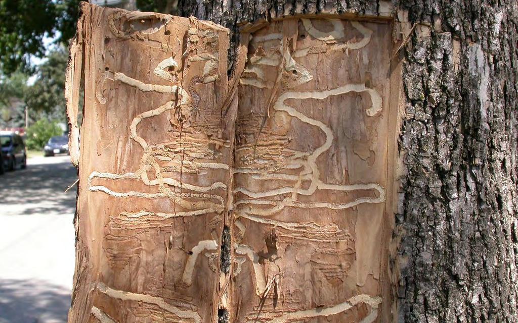 EAB has spread throughout Canada and twenty-two US states.