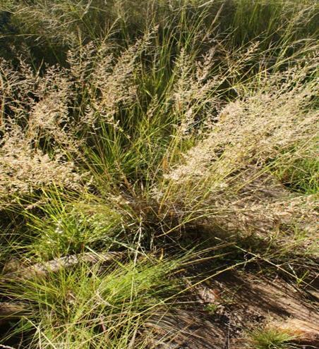 ECOLOGICAL / BIODIVERSITY OPINION FOR NEWAGE ENDICOTT CHICKEN FACILITY 3 Eragrostis gummiflua Eragrostis gummiflua is a large and widespread genus of plants in the grass