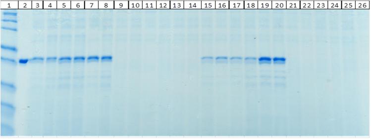 XS Pichia Novel Signal Peptides Standard MF-EAEA- Protein 1 kdasizedifference Lane Strain