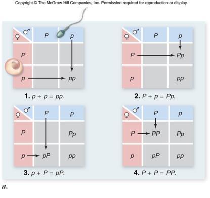 Monohybrid Crosses Principle of Segregation Two alleles for a gene segregate during gamete formation and are rejoined at random, one from each parent, during fertilization.