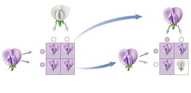 Mendel s Monohybrid Cross White (pp) Purple () Purple (PP) Gametes p p P p Purple ()